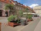 Oštećena tegla sa stablom u Staroj Vlaškoj